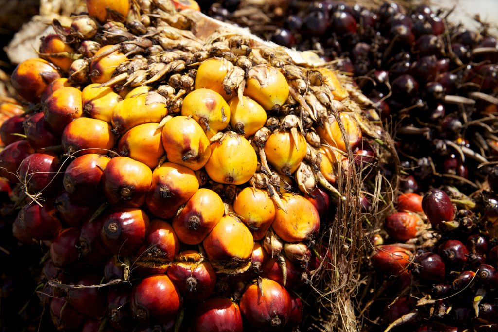 Oil palm fruits ripening.